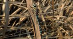 Żagnica jesienna (Aeshna mixta)