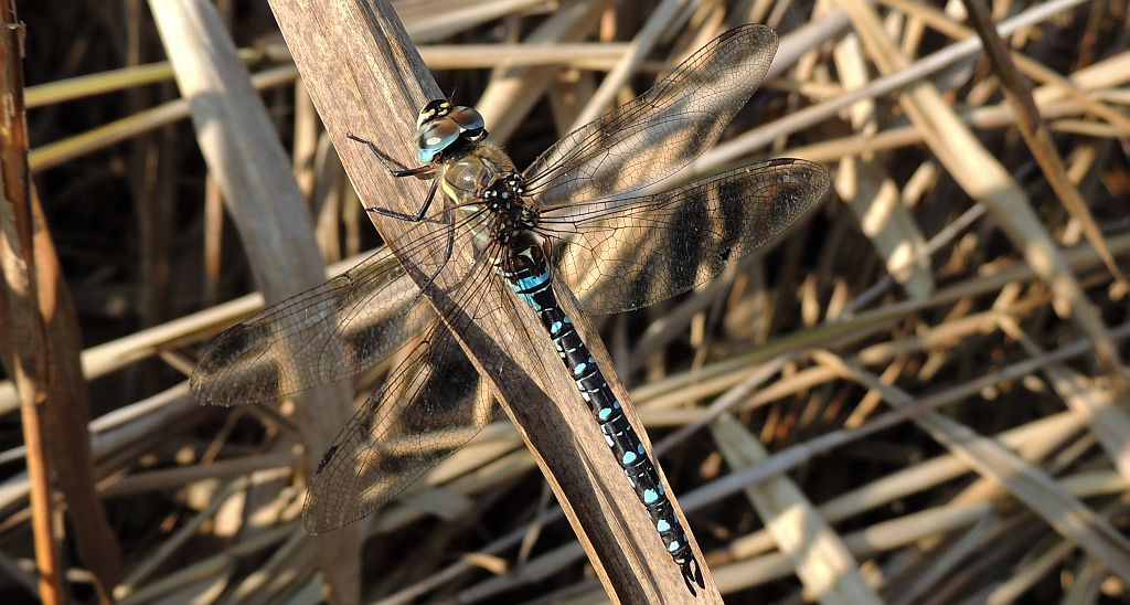 Żagnica jesienna (Aeshna mixta)