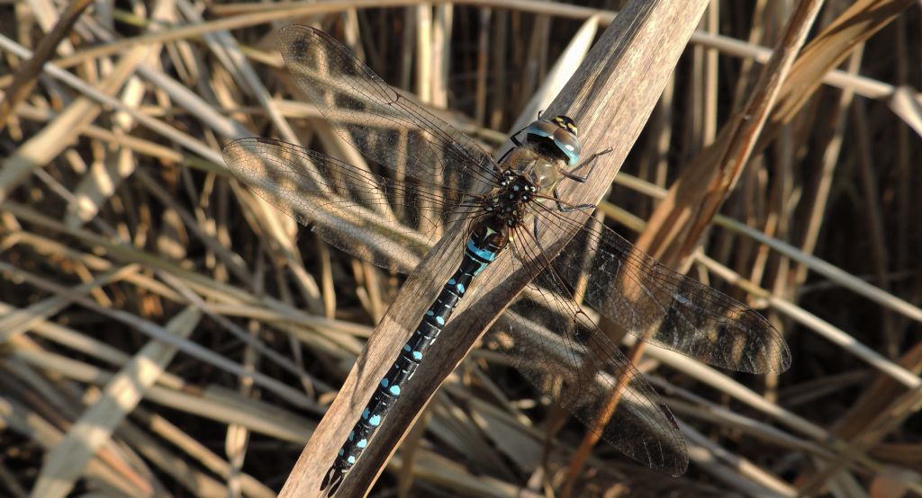 Żagnica jesienna (Aeshna mixta)