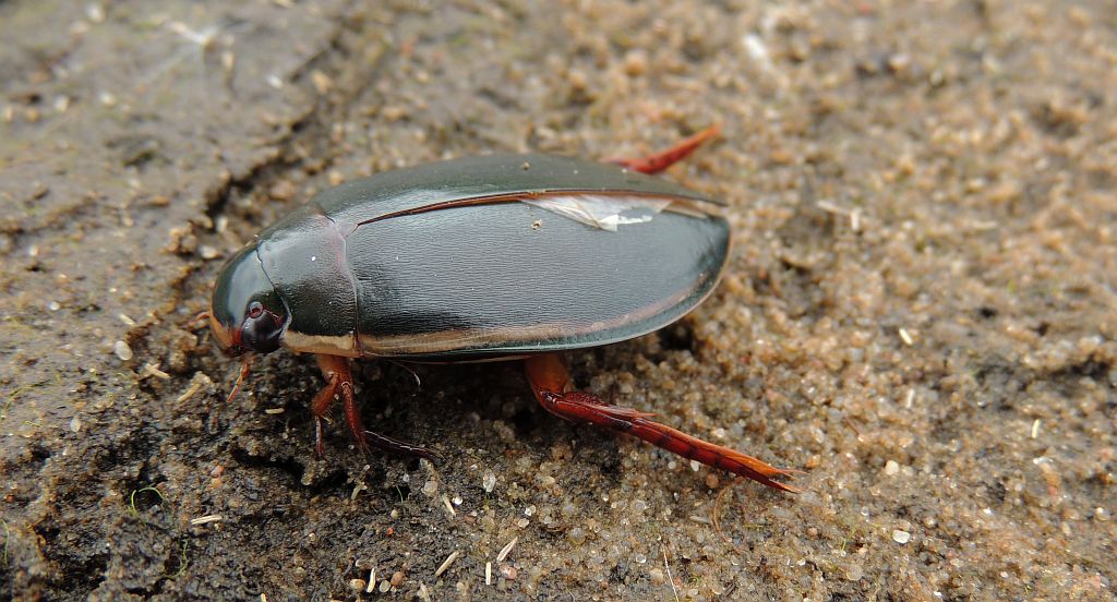 Pływak żółtobrzeżek (Dytiscus marginalis)