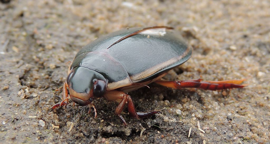 Pływak żółtobrzeżek (Dytiscus marginalis)