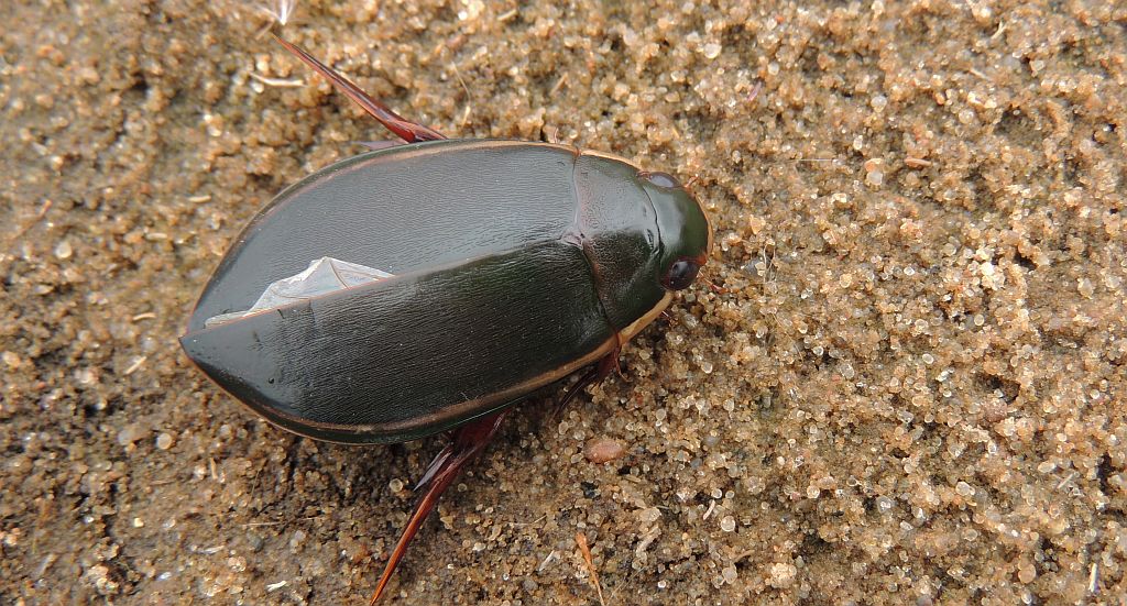 Pływak żółtobrzeżek (Dytiscus marginalis)