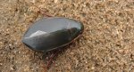 Pływak żółtobrzeżek (Dytiscus marginalis)