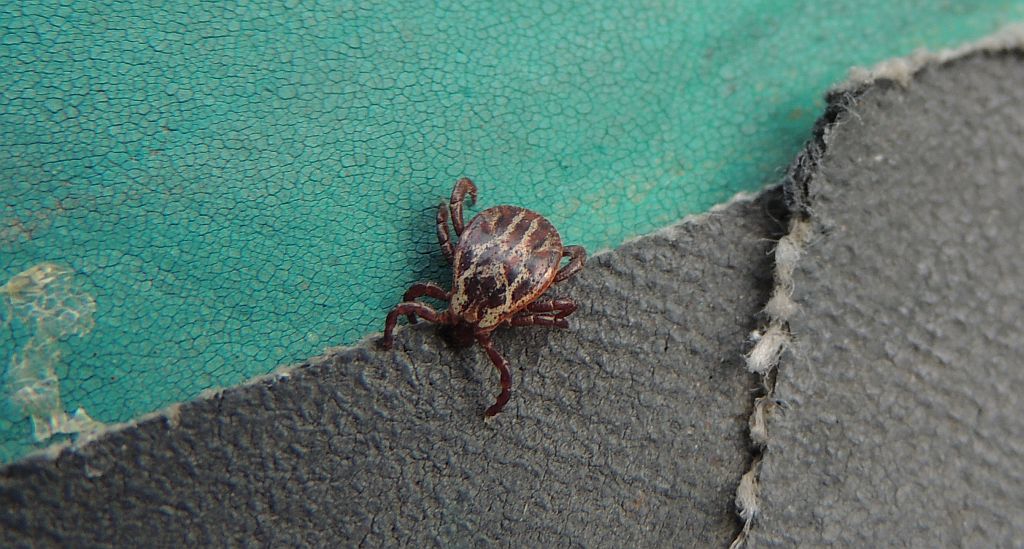 Kleszcz łąkowy (Dermacentor reticulatus)