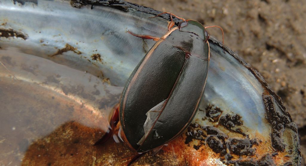 Pływak żółtobrzeżek (Dytiscus marginalis)
