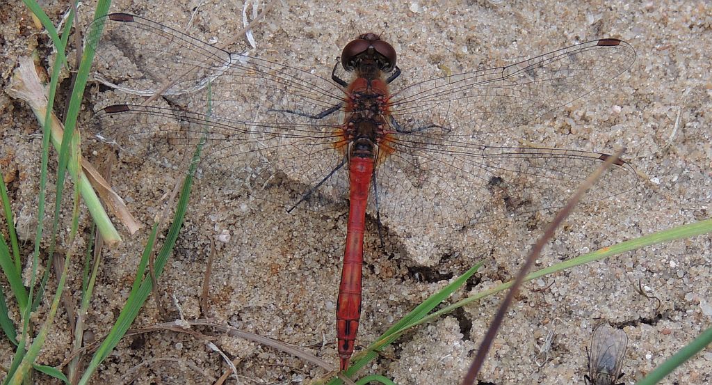 Szablak krwisty (Sympetrum sanguineum)