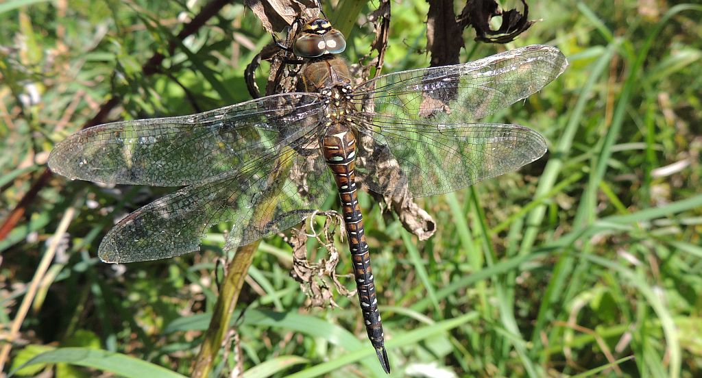 Żagnica jesienna (Aeshna mixta)