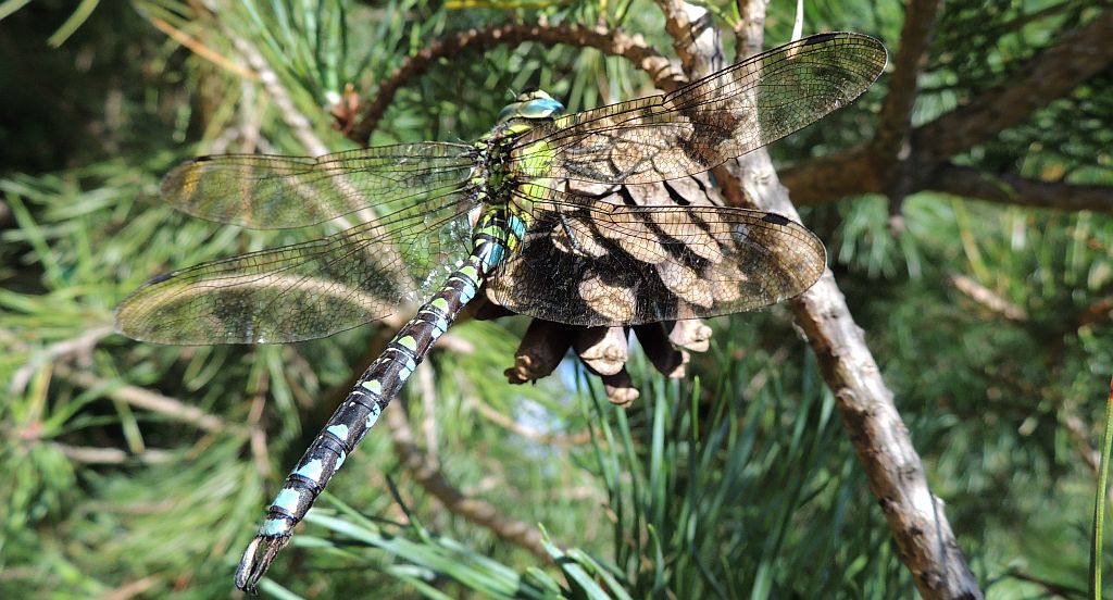 Żagnica sina (Aeshna cyanea)