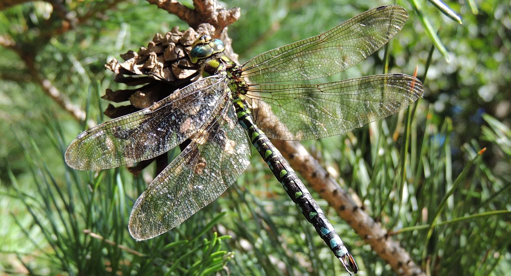 Żagnica sina (Aeshna cyanea)