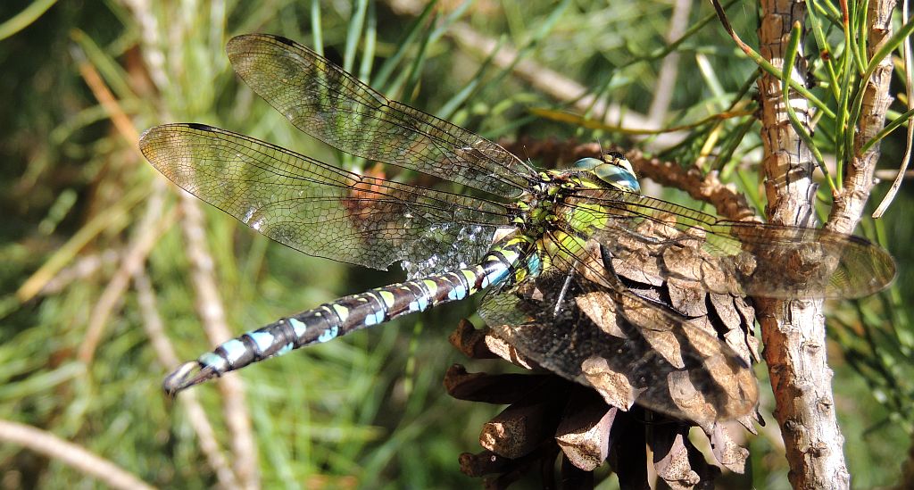 Żagnica sina (Aeshna cyanea)