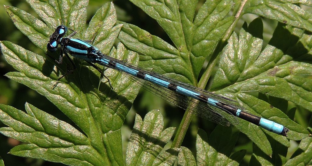 Nimfa stawowa (Enallagma cyathigerum)