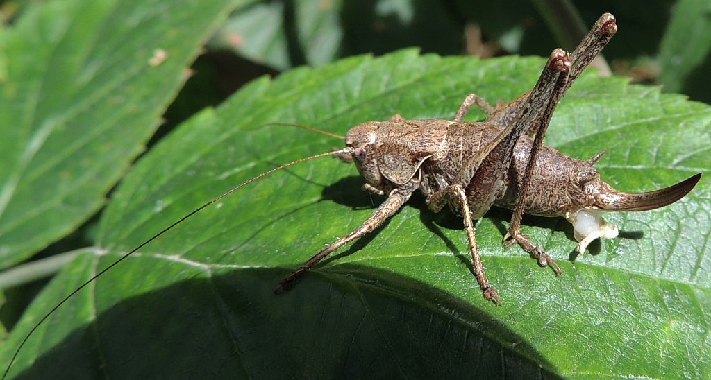 Podkrzewin szary (Pholidoptera griseoaptera)