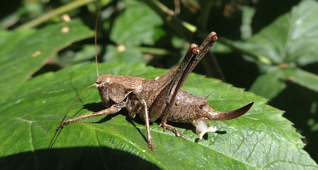 Podkrzewin szary (Pholidoptera griseoaptera)