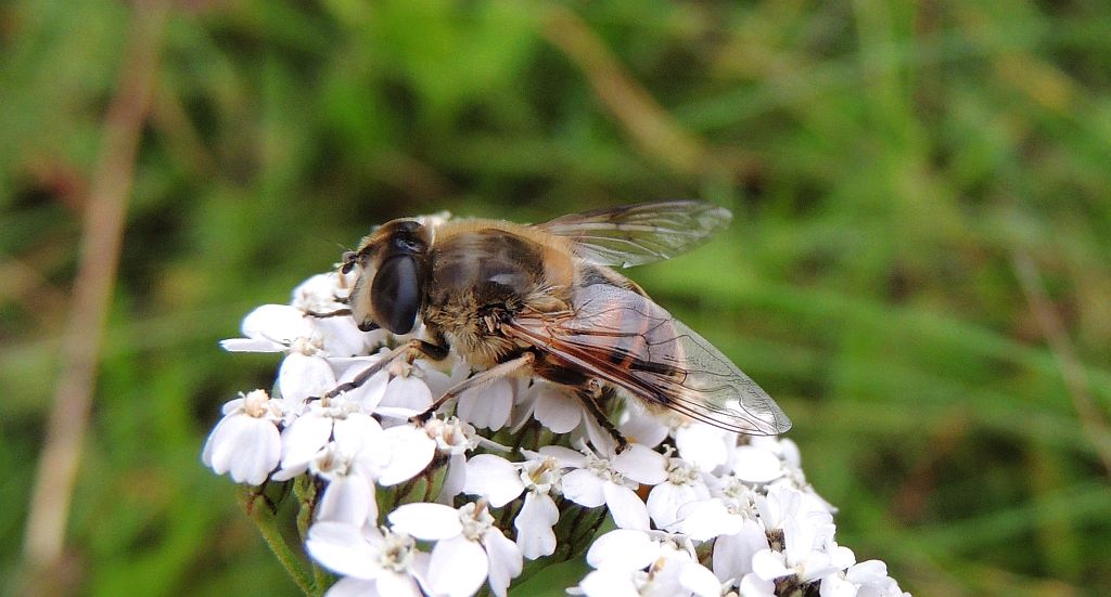 Gnojka trutniowata (Eristalis tenax)