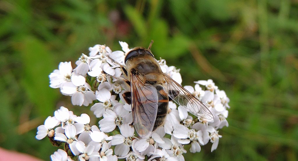 Gnojka trutniowata (Eristalis tenax)