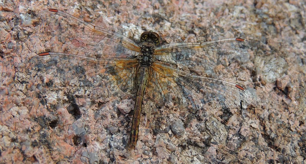 Szablak żółty (Sympetrum flaveolum)