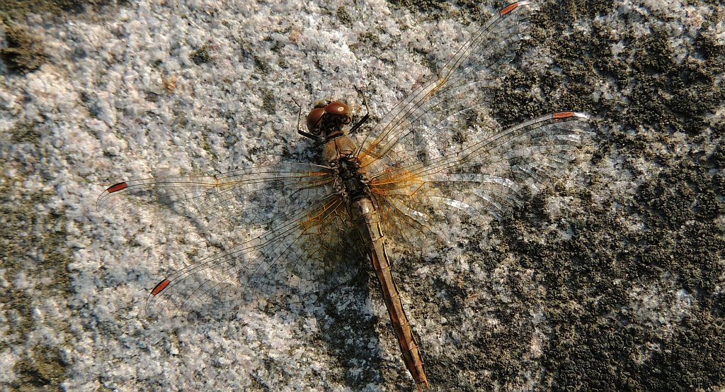 Szablak żółty (Sympetrum flaveolum)
