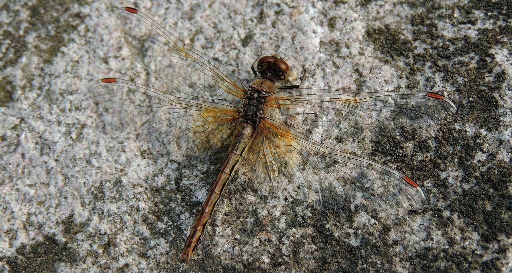Szablak żółty (Sympetrum flaveolum)