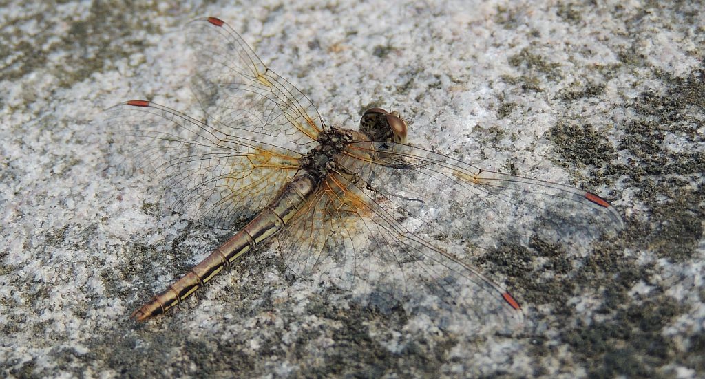 Szablak żółty (Sympetrum flaveolum)