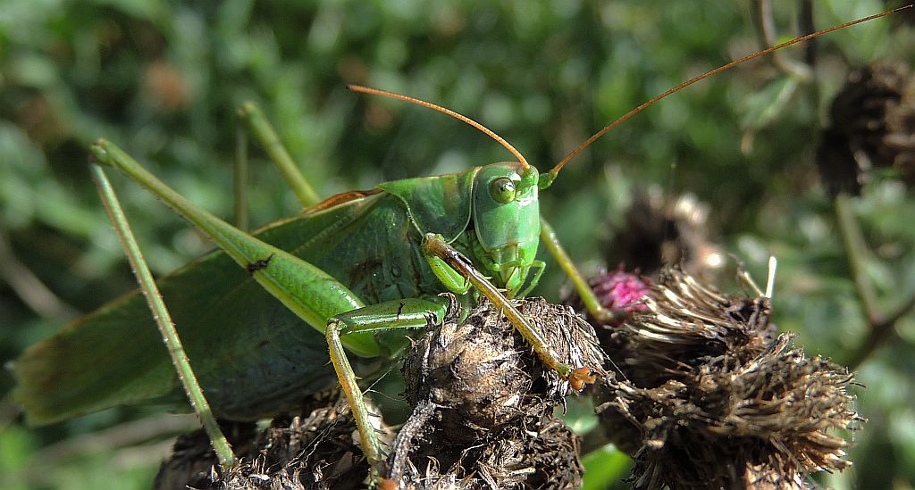 Pasikonik zielony (Tettigonia viridissima)