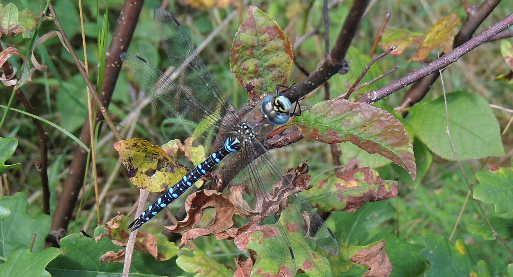 Żagnica jesienna (Aeshna mixta)