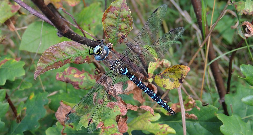 Żagnica jesienna (Aeshna mixta)