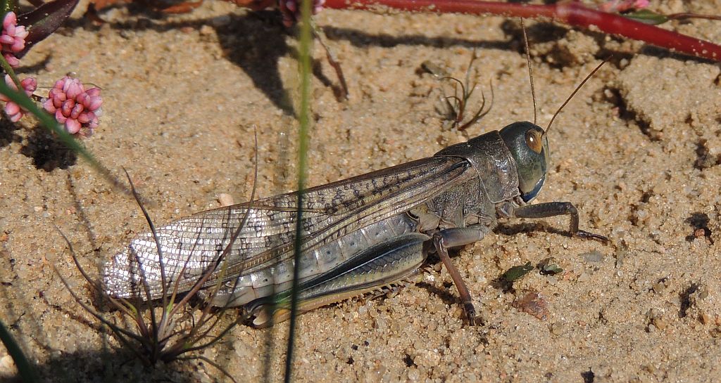 Szarańcza wędrowna (Locusta migratoria)
