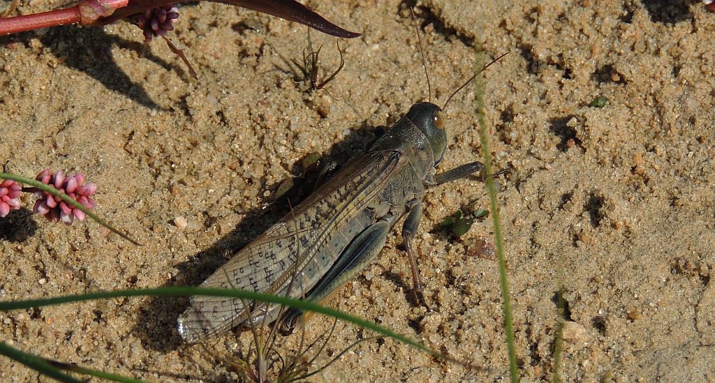 Szarańcza wędrowna (Locusta migratoria)