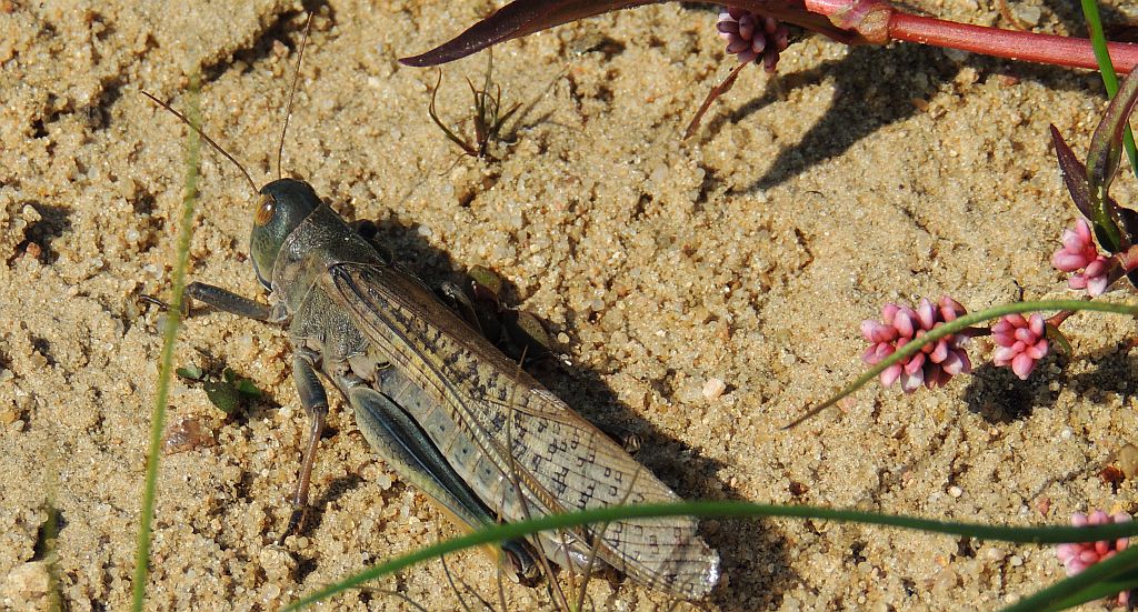 Szarańcza wędrowna (Locusta migratoria)