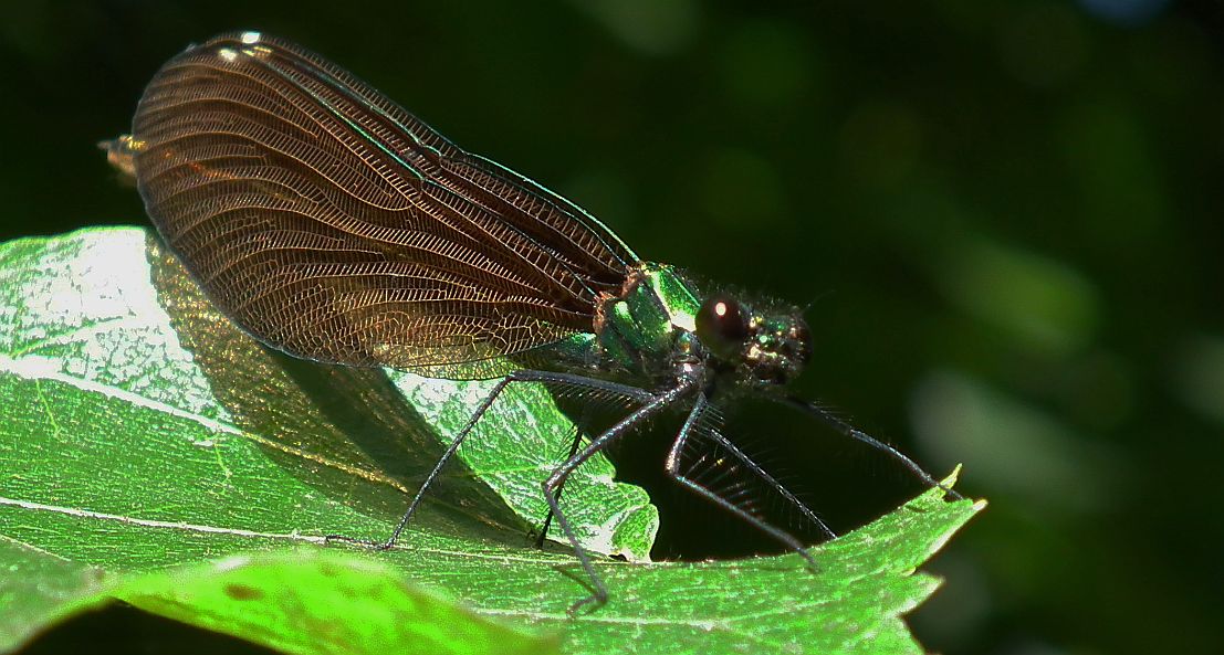 Świtezianka dziewica, świtezianka modra (Calopteryx virgo)