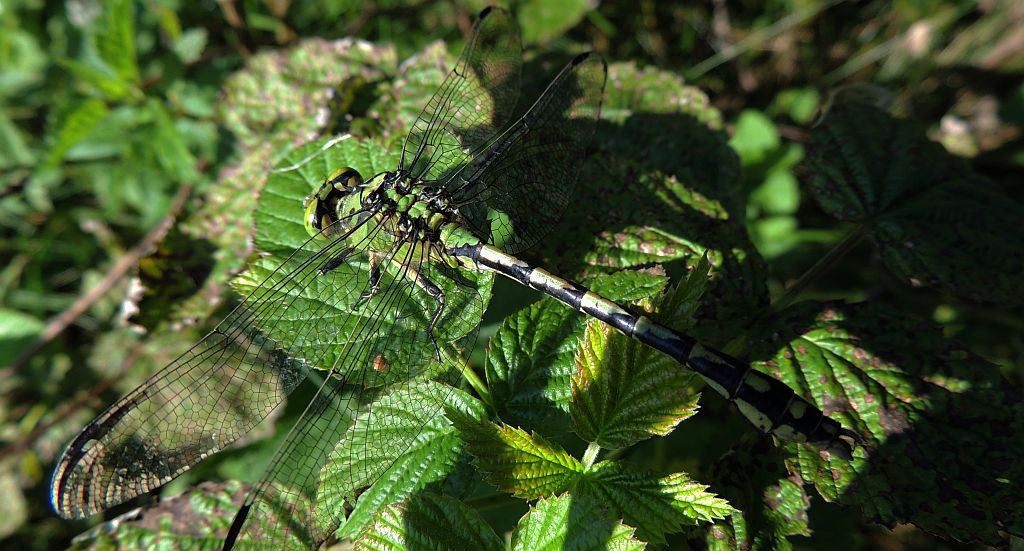 Gadziogłówka żółtonoga (Gomphus flavipes)