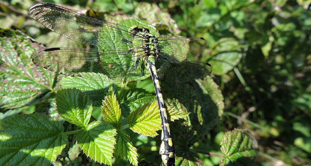 Gadziogłówka żółtonoga (Gomphus flavipes)