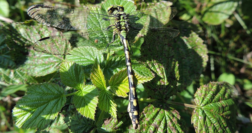 Gadziogłówka żółtonoga (Gomphus flavipes)