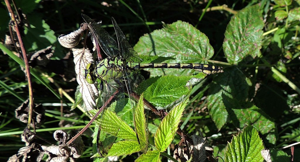 Gadziogłówka żółtonoga (Gomphus flavipes)
