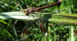 Szablak przepasany, górski  (Sympetrum pedemontanum)