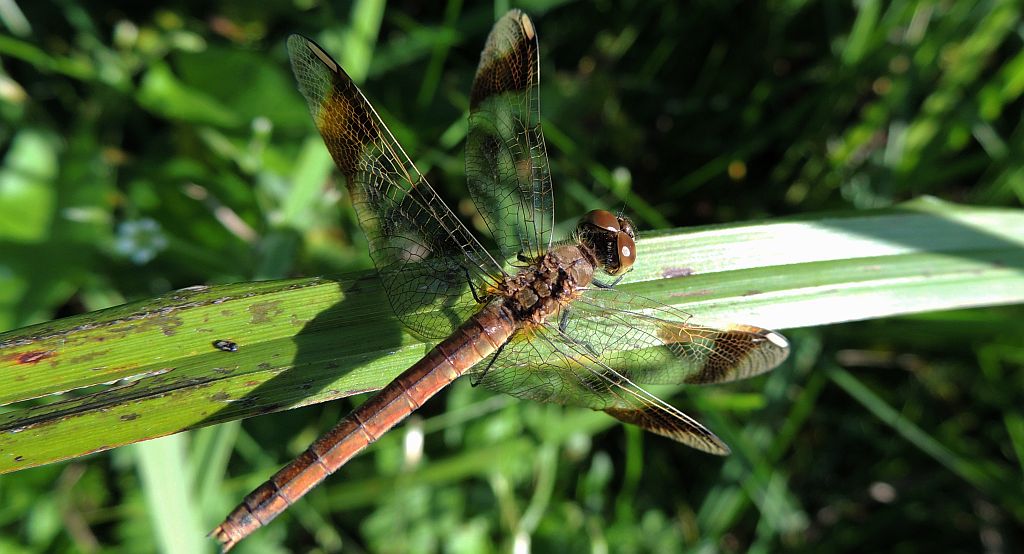 Szablak przepasany, górski  (Sympetrum pedemontanum)