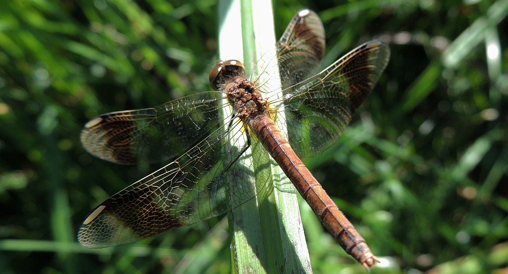 Szablak przepasany, górski  (Sympetrum pedemontanum)