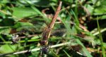 Szablak przepasany, górski  (Sympetrum pedemontanum)