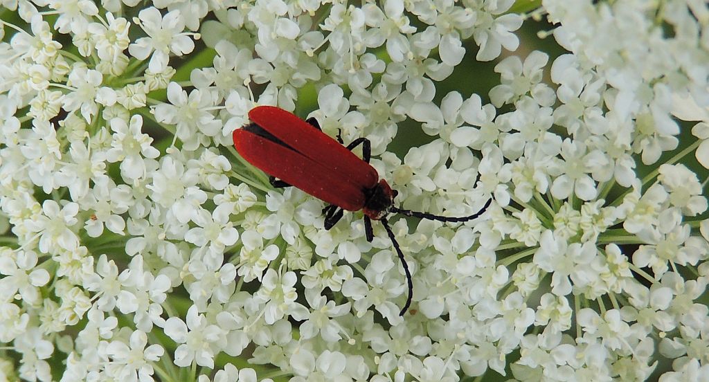 Ogniczek większy (Pyrochroa coccinea L.)