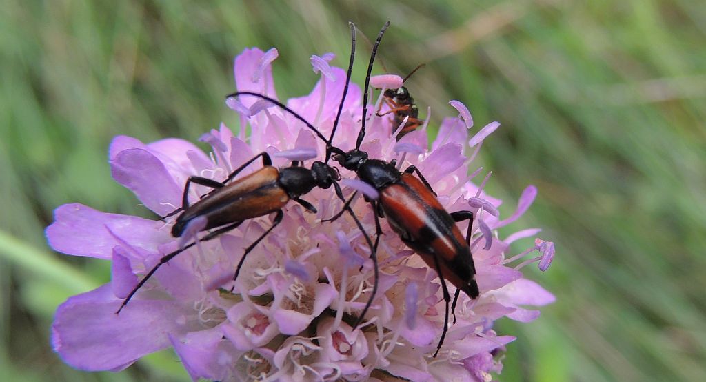 Strangalia przepasana (Stenurella bifasciata)