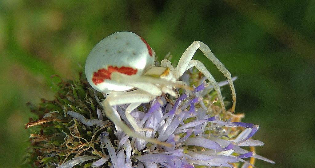 Zwijak żółtawy (Enoplognatha ovata)
