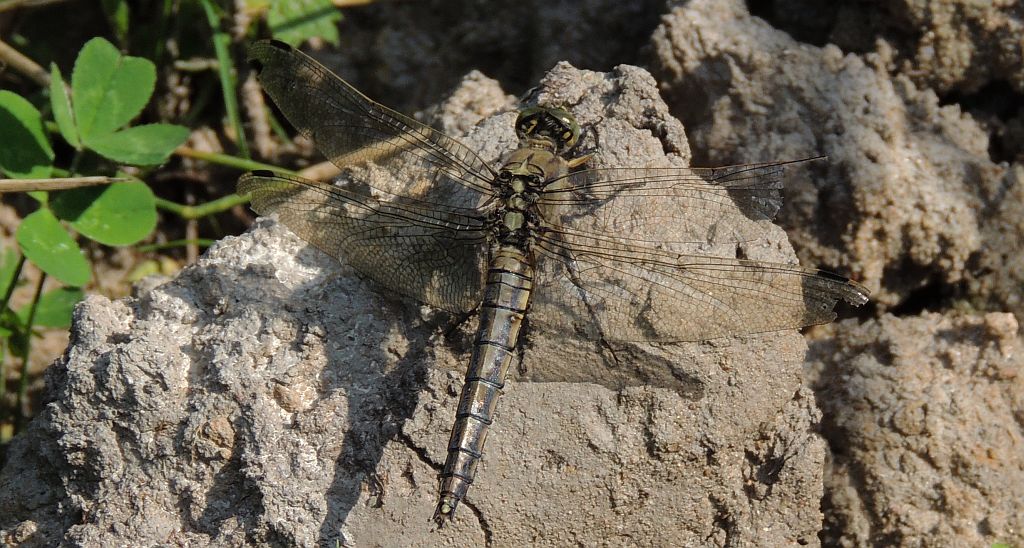 Lecicha południowa (Orthetrum brunneum)