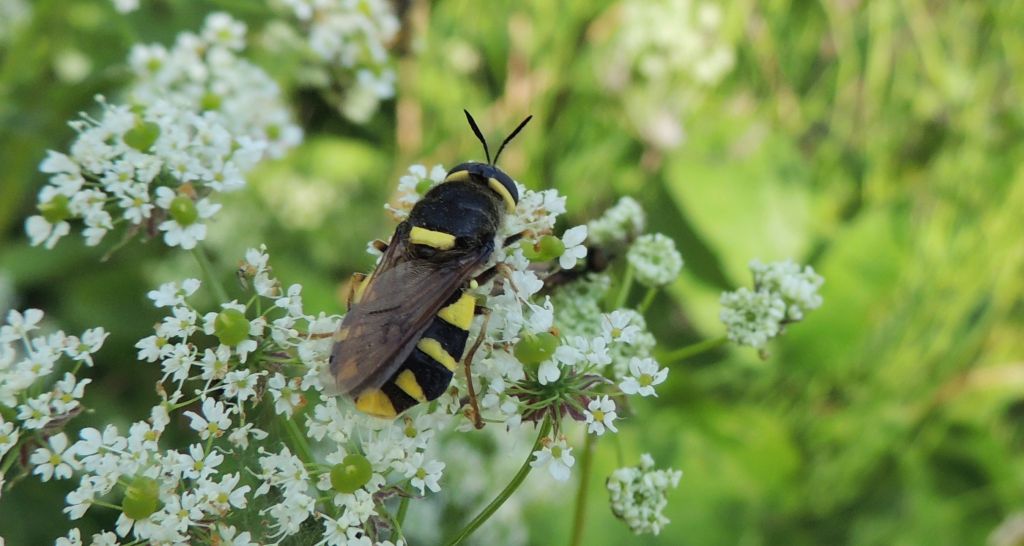 Lwinka (Stratiomys potamida)