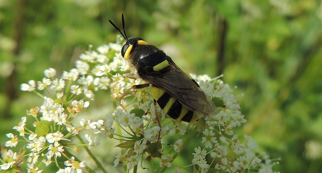 Lwinka (Stratiomys potamida)