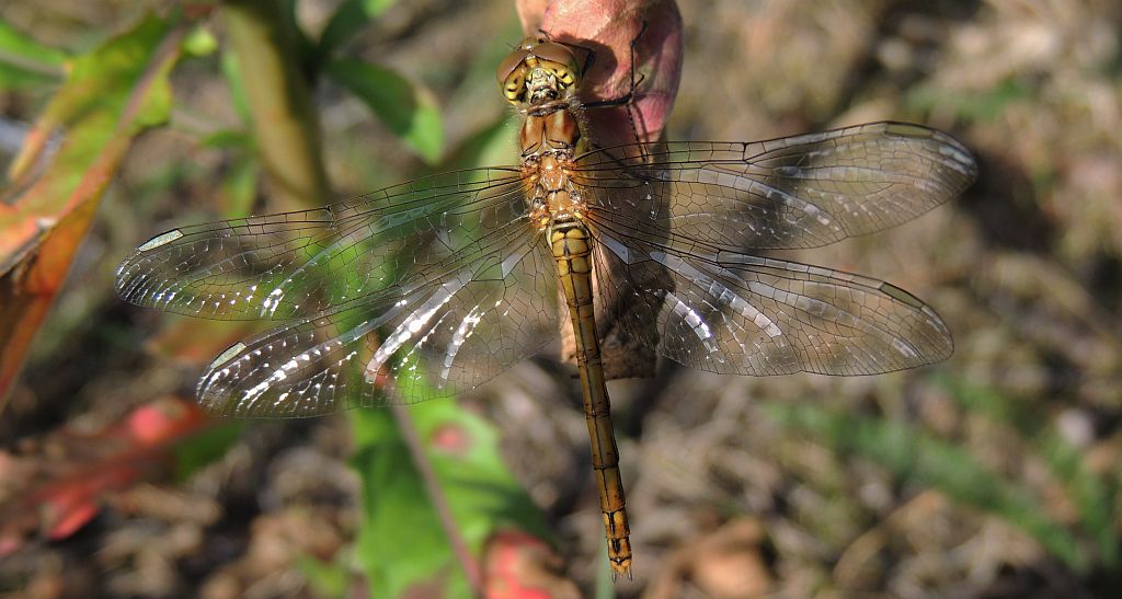 Szablak przypłaszczony (Sympetrum depressiusculum)
