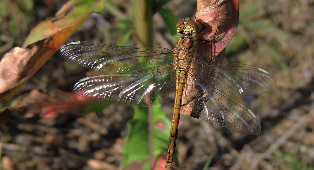 Szablak przypłaszczony (Sympetrum depressiusculum)