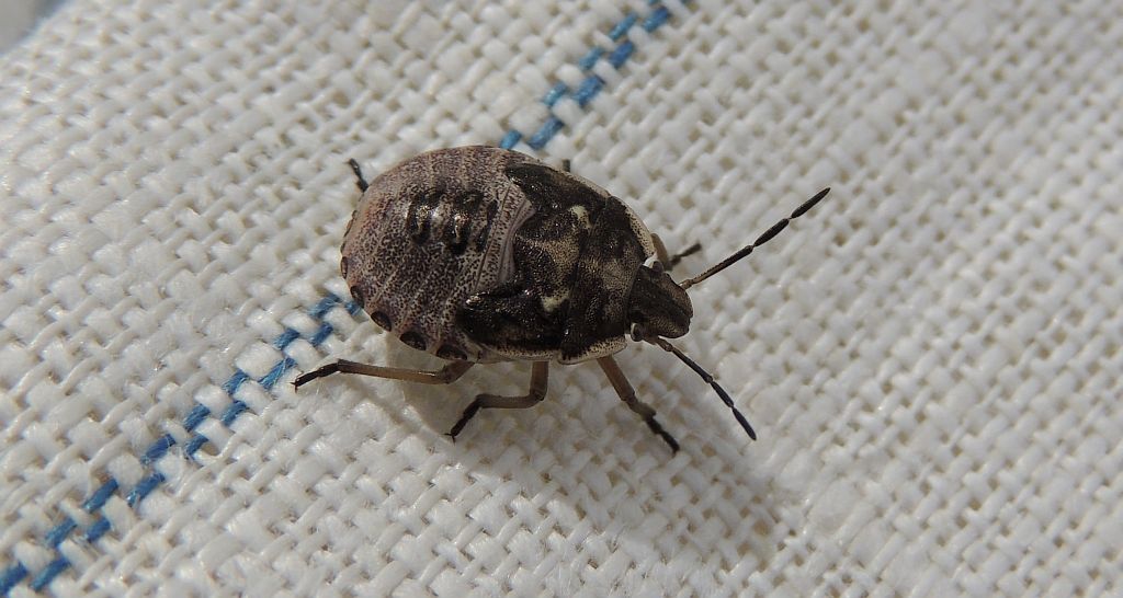 Strojnica baldaszkówka (Graphosoma lineatum)