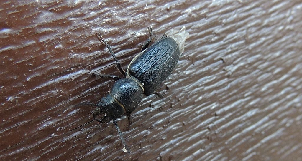 Kłopotek czarny (Spondylis buprestoides)