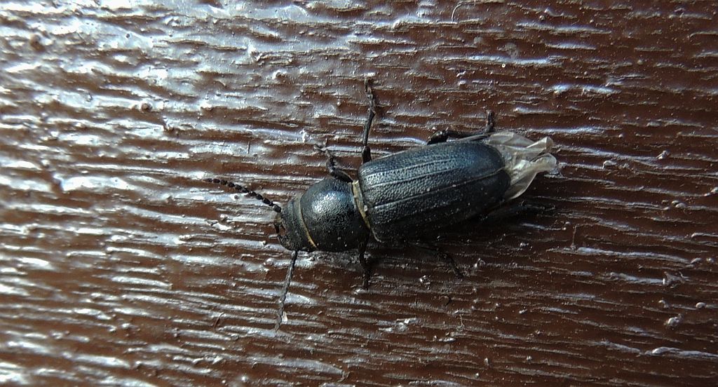 Kłopotek czarny (Spondylis buprestoides)