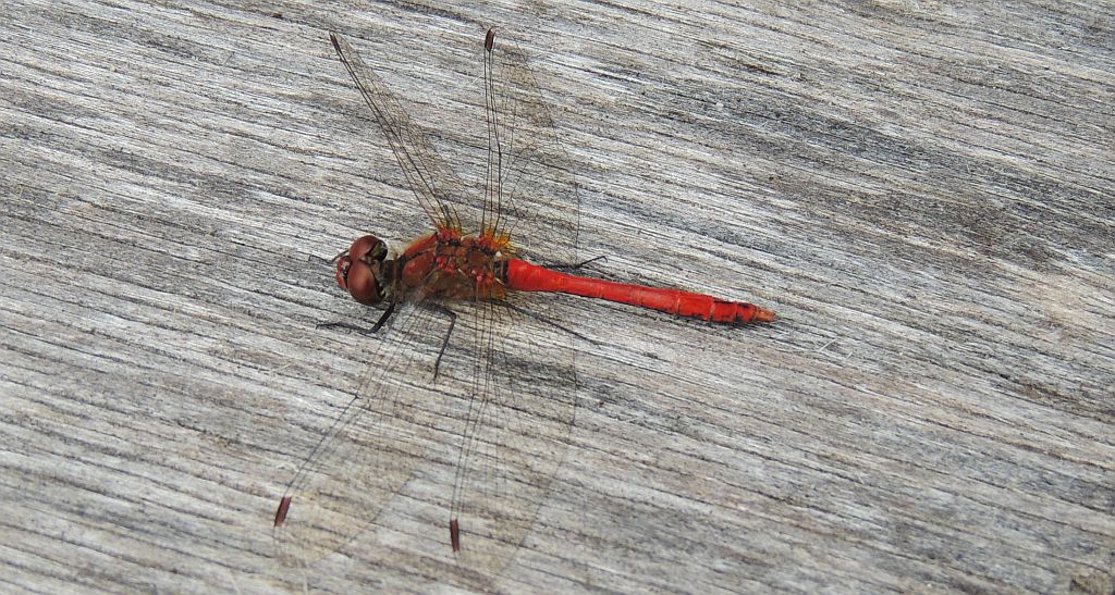 Szablak krwisty (Sympetrum sanguineum)